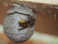 The wasp builds a spherical nest. Dangerous insect