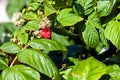 Wasp and the bush of raspberry in middle summer Royalty Free Stock Photo