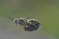 A wasp carrying its victim to the nest Royalty Free Stock Photo