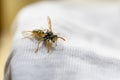 Wasp on child clothes. Danger of bites. Allergies and rashes. Child Anaphylaxis Risk Royalty Free Stock Photo