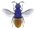 Wasp Chrysis comparata Royalty Free Stock Photo