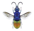 Wasp Chrysis comparata Royalty Free Stock Photo