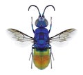 Wasp Chrysis comparata Royalty Free Stock Photo