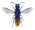 Wasp Chrysis fulgida Royalty Free Stock Photo