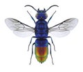 Wasp Chrysis fulgida Royalty Free Stock Photo