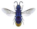 Wasp Chrysis fulgida Royalty Free Stock Photo