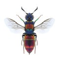 Wasp Chrysis succincta Royalty Free Stock Photo