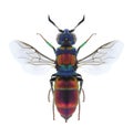 Wasp Chrysis succincta