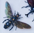 Wasp close-up megascolia procer