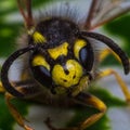 Wasp close-up portrait