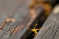 Wasp close up shot on plank