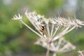 Wasp. Closeup of a wasp on a dry flower