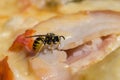 Wasp closeup eating