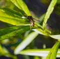Wasp closeup on green grass