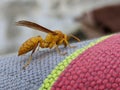 Wasp Closeup Shot