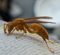 Wasp Closeup Shot