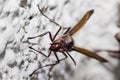 Wasp closeup on wall