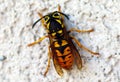 Wasp closeup