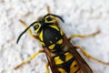 Wasp closeup