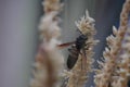 Wasp collect nectar from coconut flowers