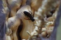 Wasp collect nectar from coconut flowers