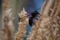 Wasp collect nectar from coconut flowers