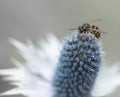 Wasp collecting nectar