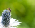 Wasp collecting nectar