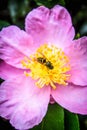 A Wasp collecting pollen from a camellia flower
