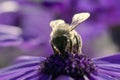 Bee collecting pollen from the flowers. Springtime. Royalty Free Stock Photo