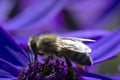 Bee collecting pollen from the flowers. Springtime. Royalty Free Stock Photo