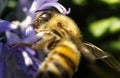 Bee collecting pollen from the flowers. Springtime. Royalty Free Stock Photo