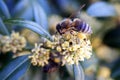 Bee collecting pollen from the flowers. Springtime. Royalty Free Stock Photo