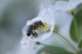 Wasp collecting pollen on a white flower Royalty Free Stock Photo