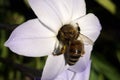 Bee collecting pollen from the flowers. Springtime. Royalty Free Stock Photo