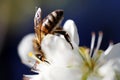 Bee collecting pollen from the white flowers. Extreme macro-photography. Royalty Free Stock Photo