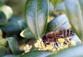 Bee collecting pollen from the flowers. Springtime. Royalty Free Stock Photo