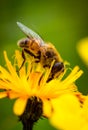 Wasp collects nectar from flower crepis alpina