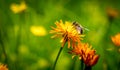 Wasp collects nectar from flower crepis alpina