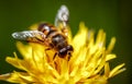 Wasp collects nectar from flower crepis alpina