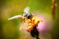 Wasp collects nectar from flower crepis alpina