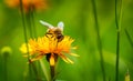 Wasp collects nectar from flower crepis alpina