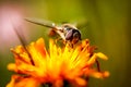 Wasp collects nectar from flower crepis alpina