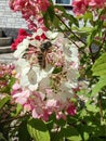 Wasp collects nectar from hydrangeas in the garden