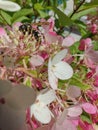 Wasp collects nectar from hydrangeas in the garden