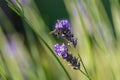 A wasp collects nectar on a lavender flower.