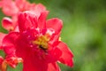 Wasp collects nectar on a red begonia flower Royalty Free Stock Photo