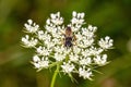 wasp collects nectar from small white flowers