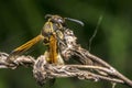 Wasp coming out from cocoon