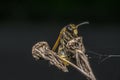 Wasp coming out from cocoon